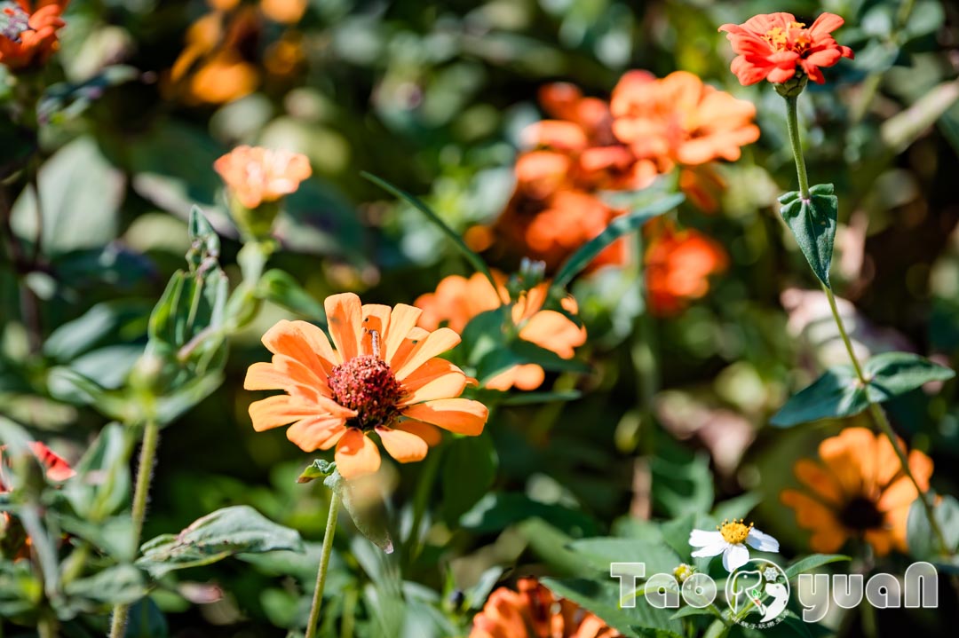 outdoor-flower_018-4