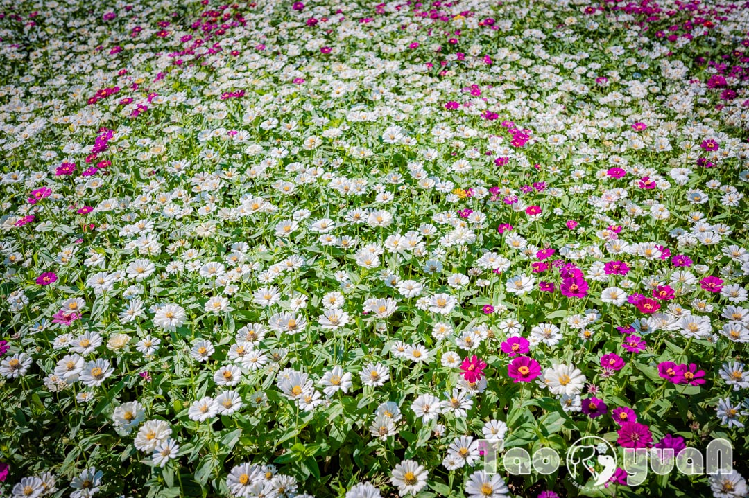 outdoor-flower_018-5