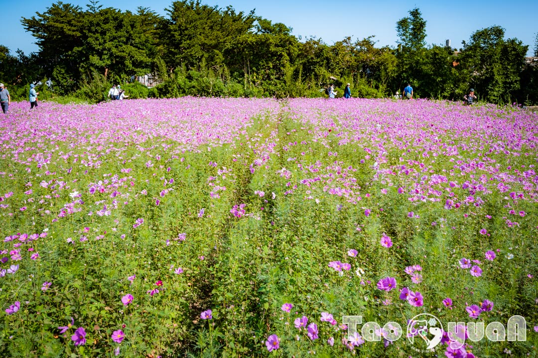 outdoor-flower_018-8