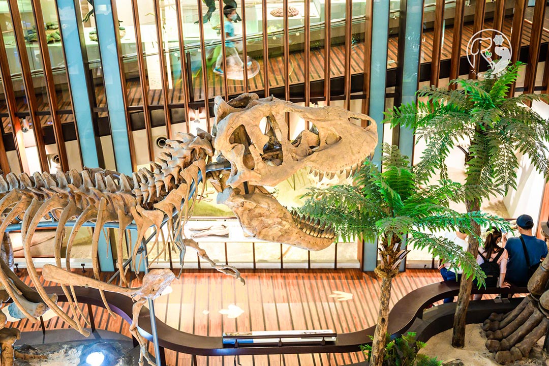 台北中正景點〡臺灣博物館古生物館〡重回巨型恐龍的遠古時代。恐龍蛋巧克力蛋糕。超真實立體動物標本