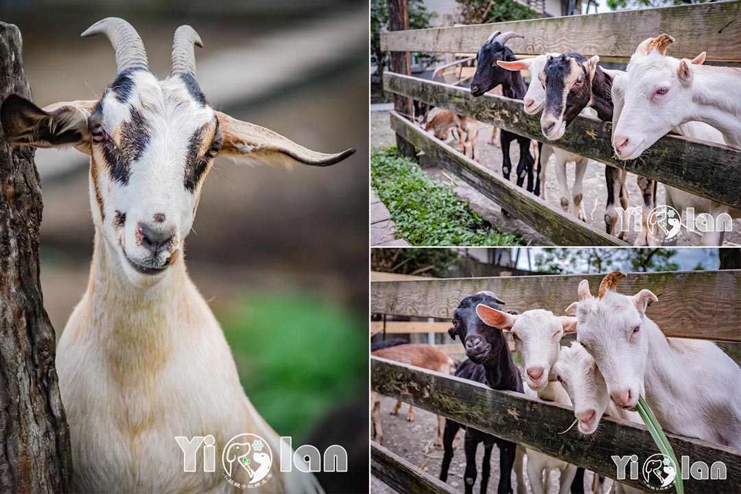 宜蘭冬山景點〡宜農牧場〡室內外羊圈, 爆走小豬, 可愛兔子天竺鼠, 動物農莊餵食套餐, 牧羊人下午茶
