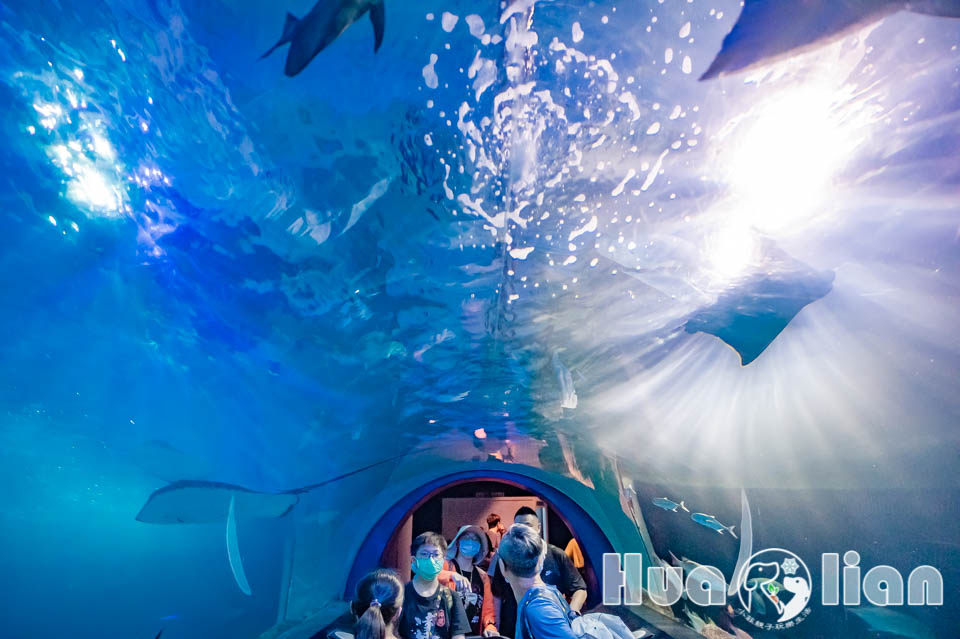 oceanpark_019 花蓮壽豐景點〡遠雄海洋公園〡八大主題四大表演, 大家都愛的海豚秀&海獅表演, High翻現場之冰怪來襲, 超美拍卡娜赫拉燈塔咖啡屋