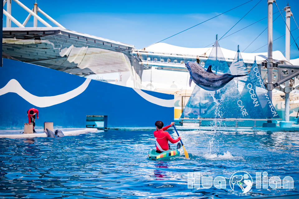 花蓮壽豐景點〡遠雄海洋公園〡八大主題四大表演, 大家都愛的海豚秀, 海獅表演萌萌的, 不容錯過的美人魚實境秀, High翻現場之冰怪來襲, 超美拍燈塔咖啡屋
