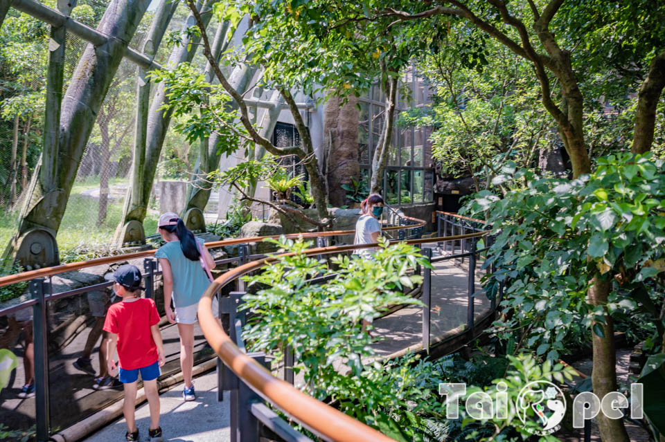 台北市區景點〡台北市立動物園〡木柵動物園, 展示很open的穿山甲館, 一鳴驚人的笑翠鳥, 人氣王貓熊企鵝, 經典不敗親子景點