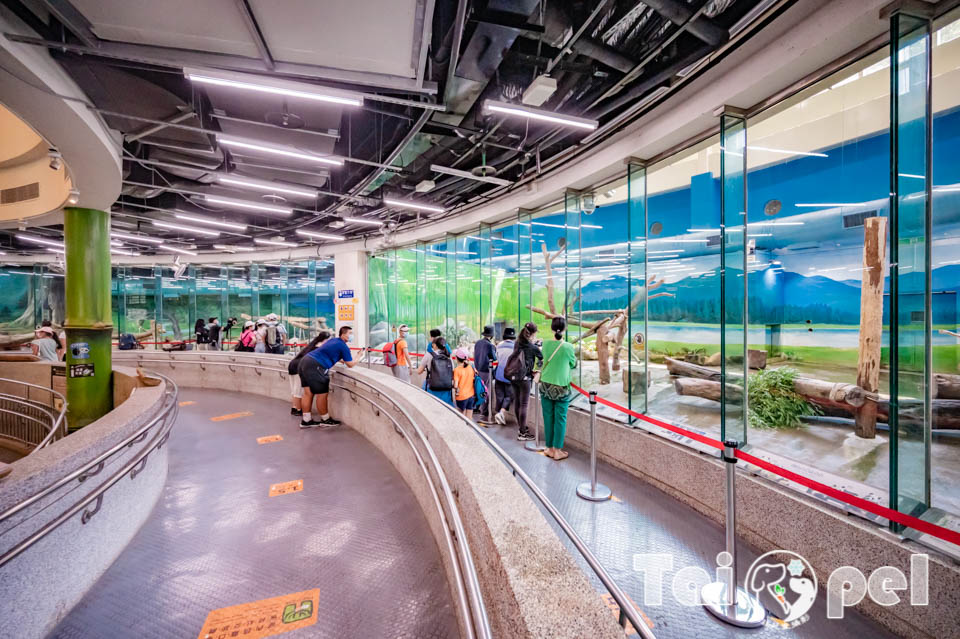 台北市區景點〡台北市立動物園〡木柵動物園, 展示很open的穿山甲館, 一鳴驚人的笑翠鳥, 人氣王貓熊企鵝