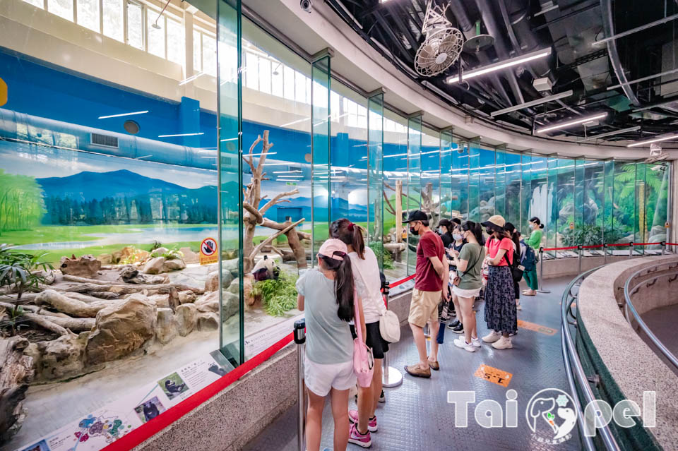 台北市區景點〡台北市立動物園〡木柵動物園, 展示很open的穿山甲館, 一鳴驚人的笑翠鳥, 人氣王貓熊企鵝, 經典不敗親子景點