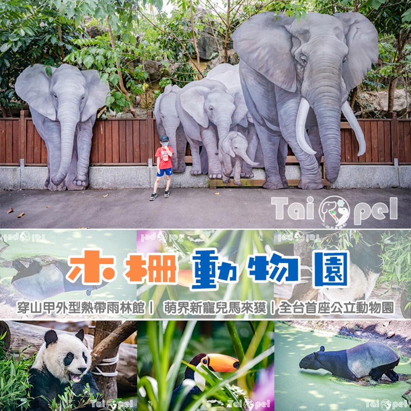 台北市區景點〡台北市立動物園〡木柵動物園, 展示很open的穿山甲館, 一鳴驚人的笑翠鳥, 人氣王貓熊企鵝 @小菲親子玩樂生活