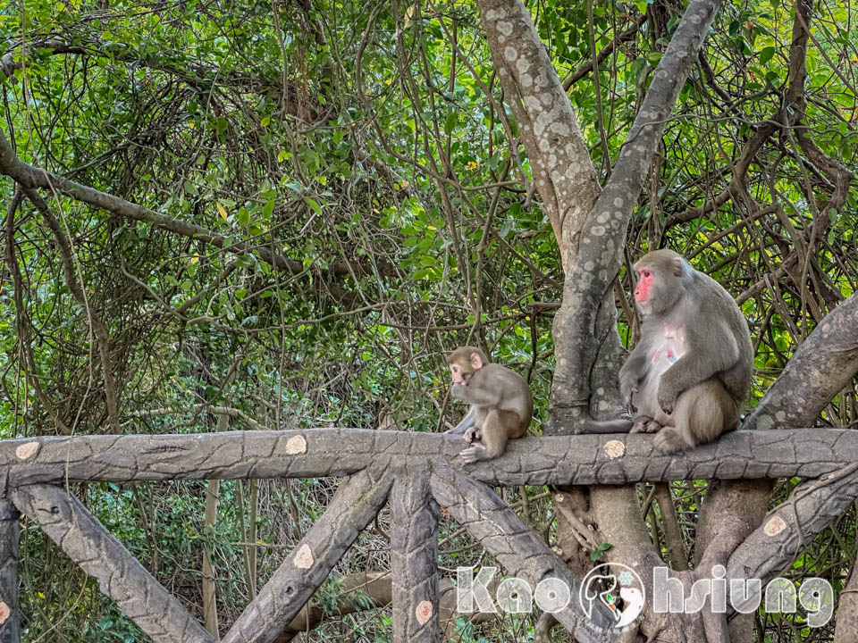 高雄鼓山景點〡壽山國家自然公園〡路上滿滿猴子的彌猴步道, 登山食物不露白安全有保障, 別再餵彌猴們吃餅乾了