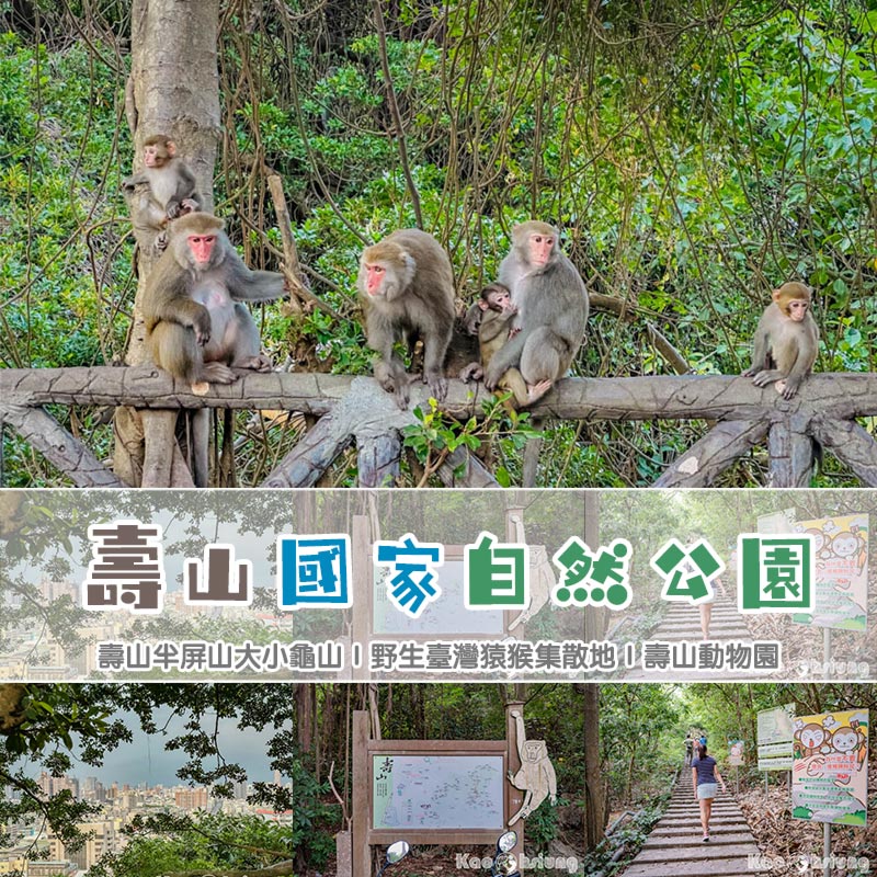 高雄鼓山景點〡壽山國家自然公園〡路上滿滿猴子的彌猴步道, 登山食物不露白安全有保障, 別再餵彌猴們吃餅乾了 @小菲親子玩樂生活