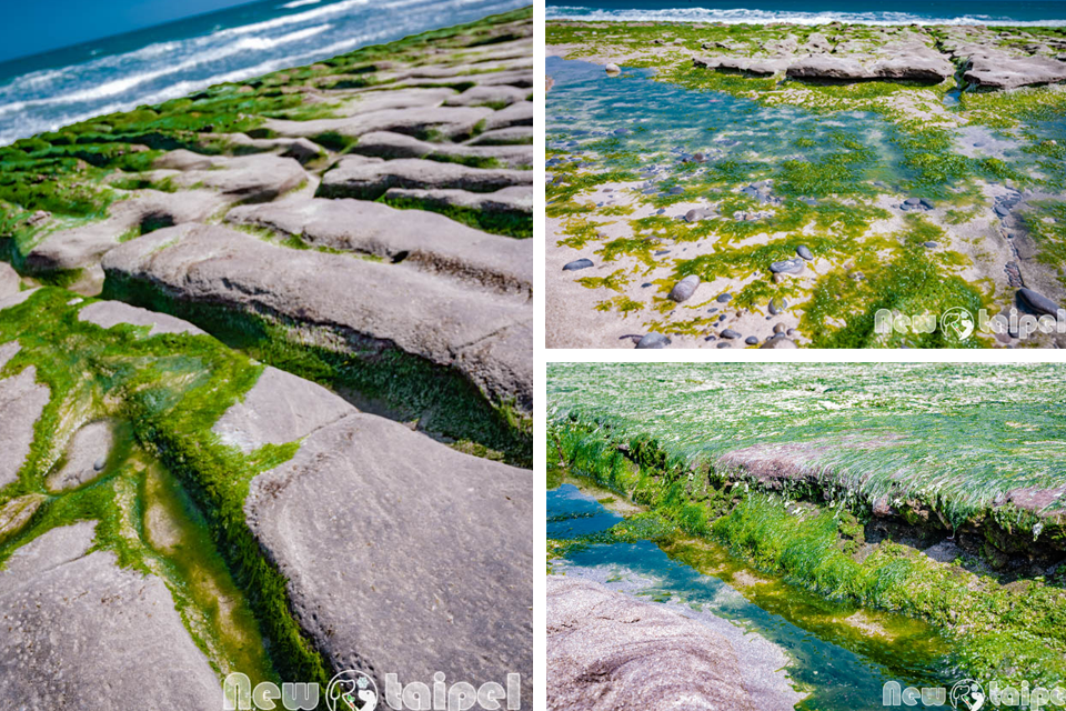 新北石門景點〡老梅綠石槽〡北海岸的綠色夢幻, 綿沿二公里海岸奇景, 老梅沙灘春季限定, 浪花一朵朵波濤又洶湧