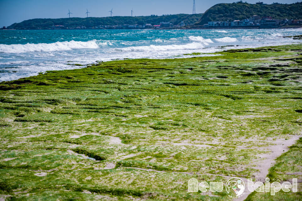 新北石門景點〡老梅綠石槽〡北海岸的綠色夢幻, 綿沿二公里海岸奇景, 老梅沙灘春季限定, 浪花一朵朵波濤又洶湧