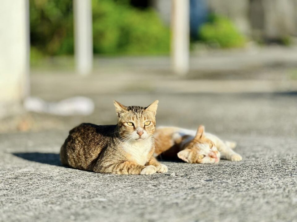 magang sea-214 新北貢寮景點〡馬崗潮間帶〡東北角極東秘境海岸, 小朋友自然生態樂園, 潮間帶抓蟹趣, 極東公園美拍賞景, 海邊的貓咪村, 四角窟觀景台