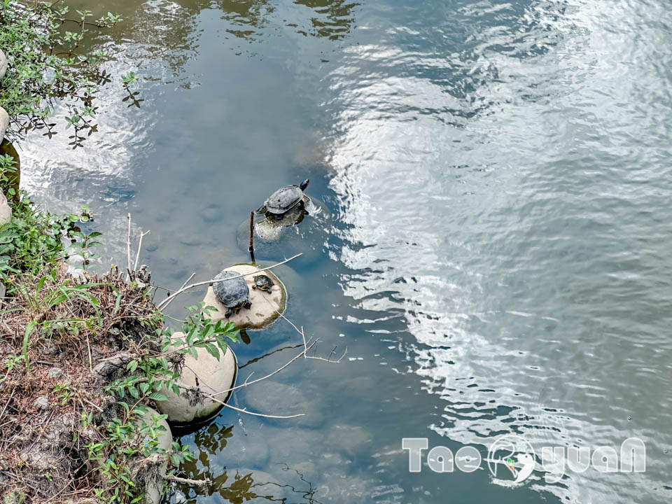 桃園市區景點〡風禾公園〡桃園最長滾輪溜滑梯, 兒童遊戲場安全鋪面大更新, 盡情奔跑大草皮, 遮陽沙坑開玩囉, 綠蔭休閒步道