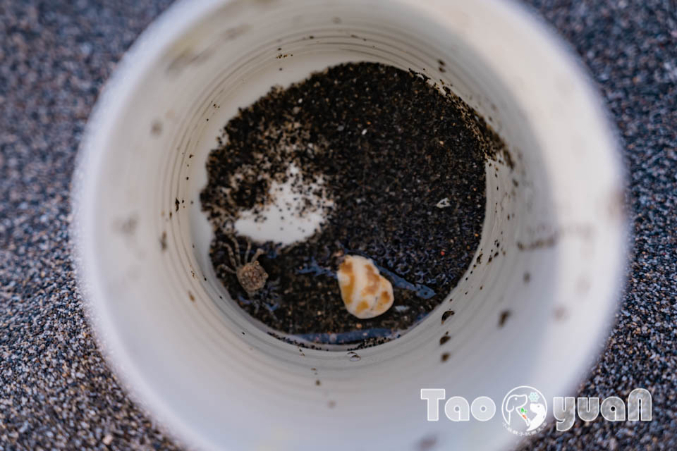 桃園竹圍景點〡竹圍漁港〡竹圍海水浴場, 老饕最愛海鮮代客料理, 玩沙踏浪賞夕陽, 海洋生物特色沖沙區, 彩虹橋上美拍點