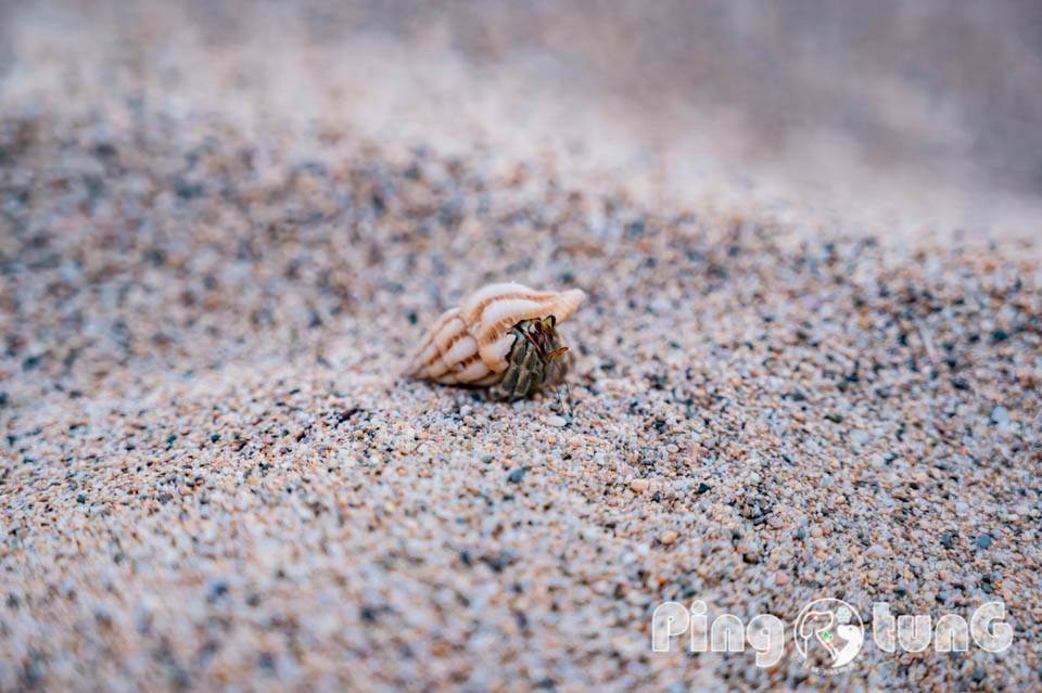 屏東恆春景點〡大灣遊憩區〡墾丁大街後方的寧靜沙灘, 踏水玩沙賞海景, 奇裝異服寄居蟹, 有機會遇見斑龜喔