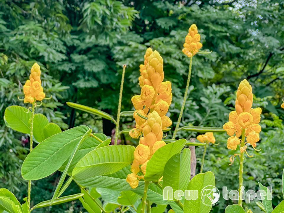 新北新莊景點〡塭仔底濕地公園〡免費玩水景點, 可愛的小水山噴泉, 彩虹噴霧隧道, 隱藏版網美打卡秘境, 2024最新戲水池開放時間