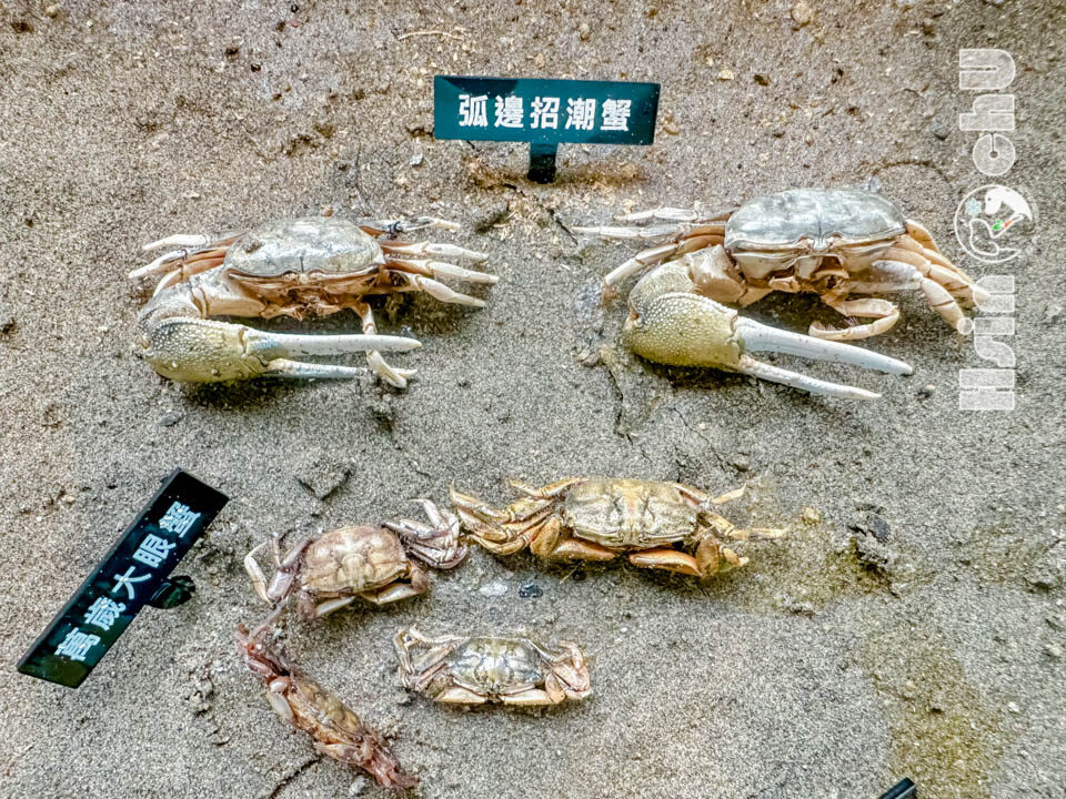 新竹香山景點〡香山濕地〡輕鬆觀察十多種螃蟹, 熱拍景點香山賞蟹步道, 香山濕地生態館, 壯觀的螃蟹大軍