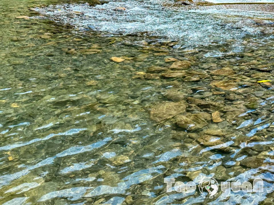 桃園復興景點∣小烏來風景特定區∣宇內溪戲水區, 夏日限定合法開放溪流戲水區, 救生員溪邊駐守看顧, 銅板價一票三玩, 順遊天空步道與天空繩橋