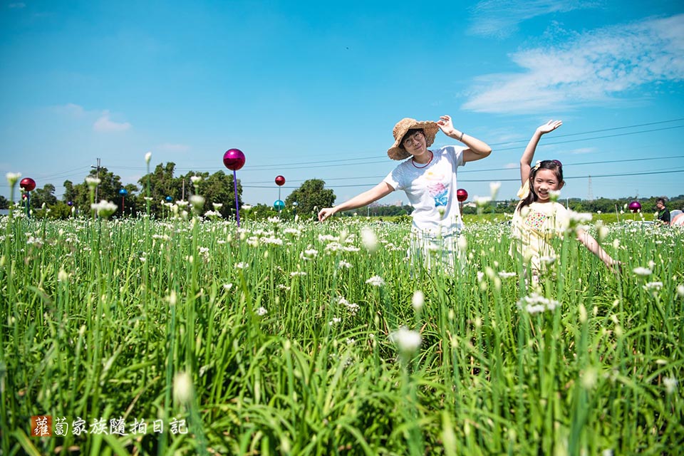 桃園大溪景點〡2024桃園大溪韭菜花季〡中庄韭菜花田巡禮, 五大藝術裝置美美的拍, 活動資訊整理