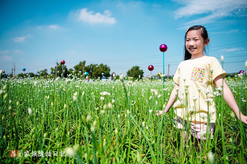 桃園大溪景點〡2024桃園大溪韭菜花季〡中庄韭菜花田巡禮, 五大藝術裝置美美的拍, 活動資訊整理