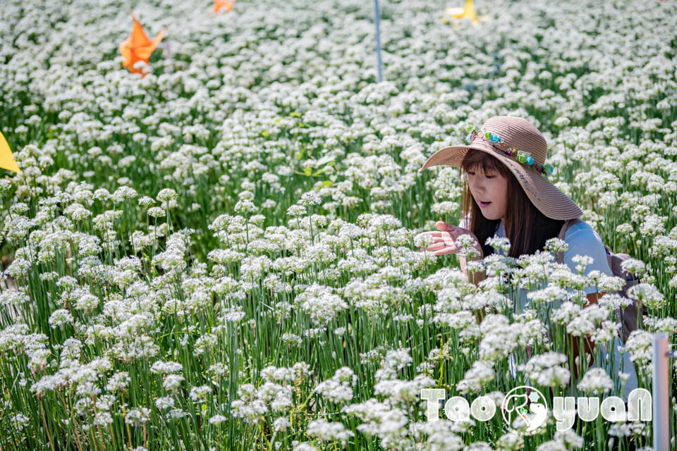 桃園大溪景點〡2024桃園大溪韭菜花季〡中庄韭菜花田巡禮, 五大藝術裝置美美的拍, 活動資訊整理