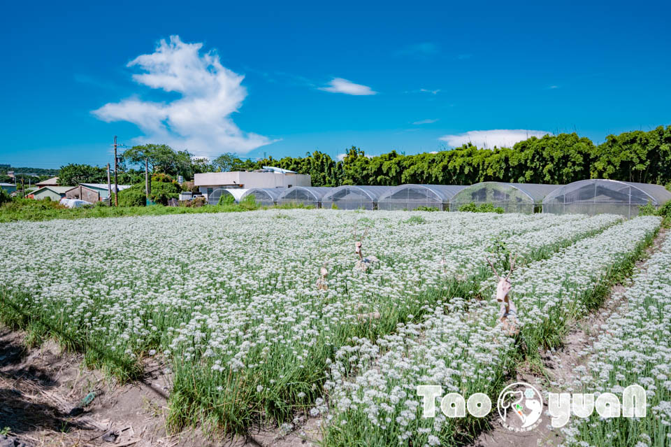 桃園大溪景點〡2024桃園大溪韭菜花季〡中庄韭菜花田巡禮, 五大藝術裝置美美的拍, 活動資訊整理