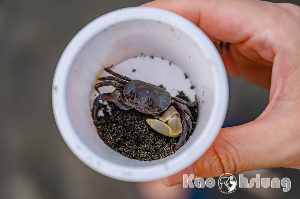 高雄鼓山景點〡海岸線咖啡西灣店〡海景第一排咖啡廳, 西子灣海域中心2樓, 玩沙踏水賞夕陽