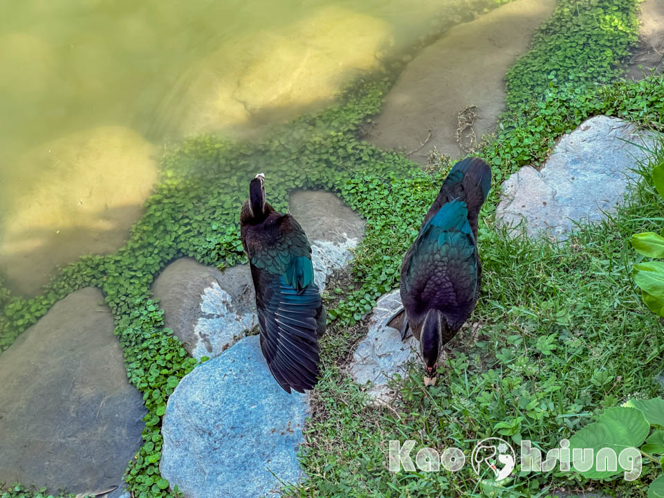 高雄前金景點〡高雄中央公園〡捷運站前綠地公園, 貓頭鷹遊戲場, 景觀湖觀察生態, 假日野餐好地點, 還有夏日戲水區, 滑草場溜一波