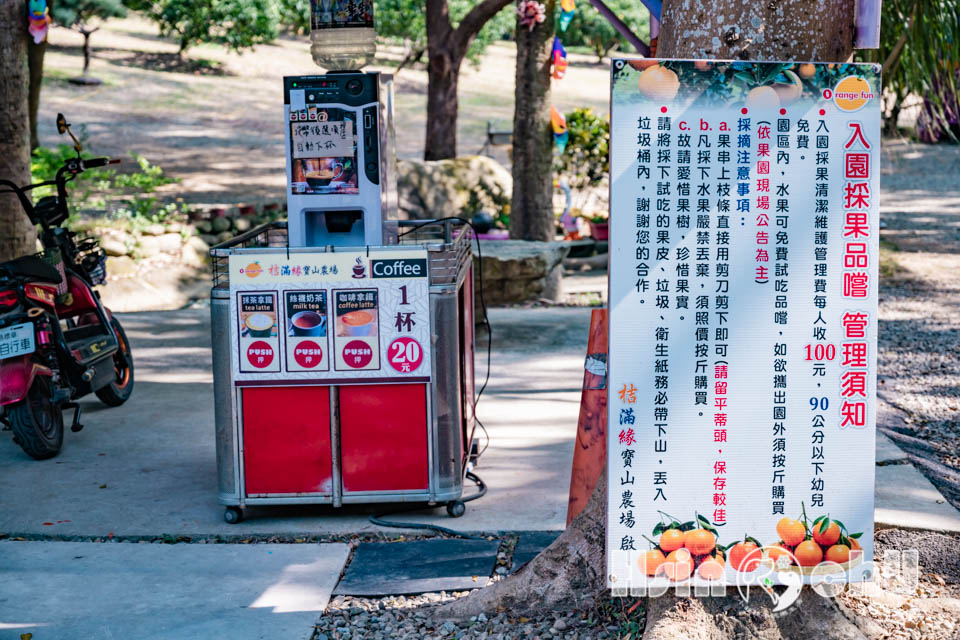 新竹寶山景點〡桔滿緣寶山農場〡一百元橘子吃到飽, 季節限定採橘樂, 緩坡果園拍照超美, 親子採果體驗推薦, 大吉大利緣緣滿滿