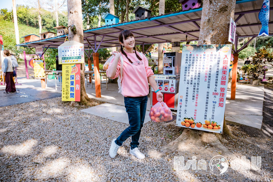 新竹寶山景點〡桔滿緣寶山農場〡一百元橘子吃到飽, 季節限定採橘樂, 緩坡果園拍照超美, 親子採果體驗推薦, 大吉大利緣緣滿滿