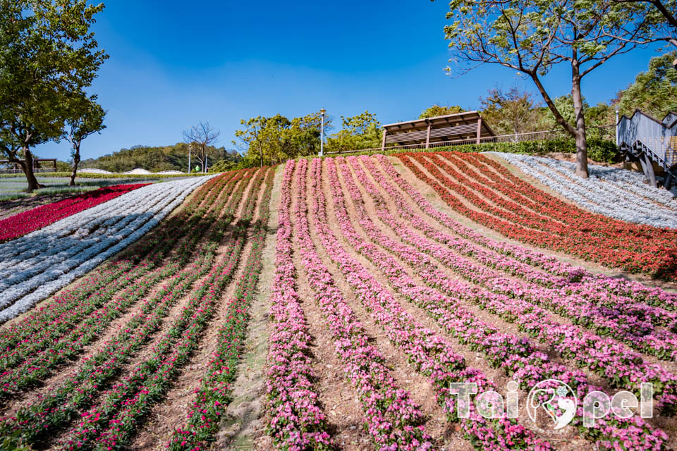 台北北投景點〡北投社三層崎公園〡2025三層崎花海, 來自大冠鷲的守護, 漫遊彩色浪花海, 童話風愛心鞦韆, 紫色浪漫薰衣草