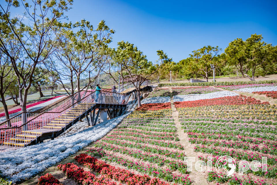 台北北投景點〡北投社三層崎公園〡2025三層崎花海, 來自大冠鷲的守護, 漫遊彩色浪花海, 童話風愛心鞦韆, 紫色浪漫薰衣草