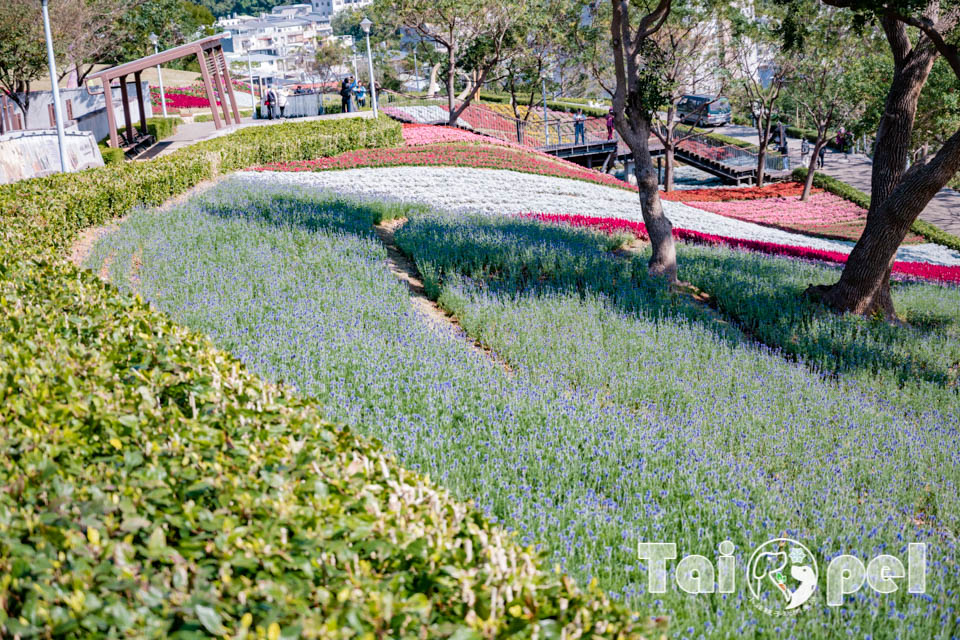 台北北投景點〡北投社三層崎公園〡2025三層崎花海, 來自大冠鷲的守護, 漫遊彩色浪花海, 童話風愛心鞦韆, 紫色浪漫薰衣草