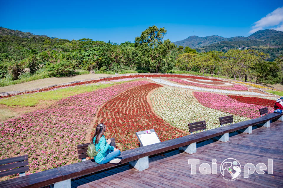 台北北投景點〡北投社三層崎公園〡2025三層崎花海, 來自大冠鷲的守護, 漫遊彩色浪花海, 童話風愛心鞦韆, 紫色浪漫薰衣草