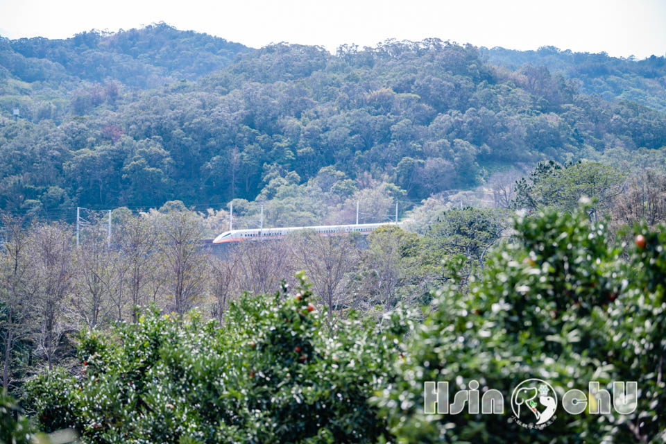 新竹寶山景點〡桔滿緣寶山農場〡一百元橘子吃到飽, 季節限定採橘樂, 緩坡果園拍照超美, 親子採果體驗推薦, 大吉大利緣緣滿滿