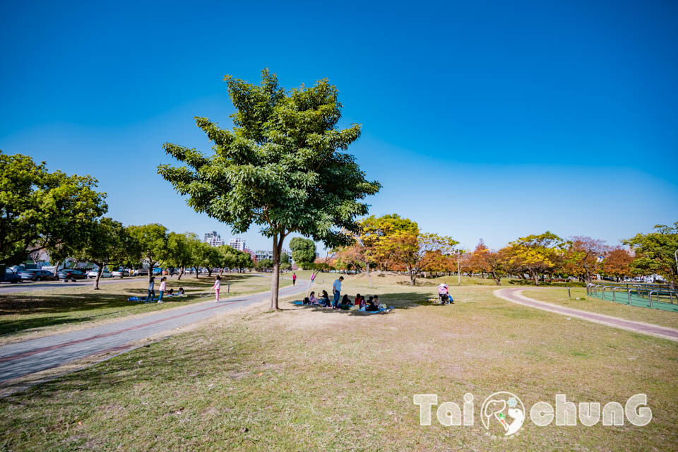 台中北屯景點〡南興公園〡超夯米奇樹拍照打卡, 大樹原野遊戲場玩耍, 唯美落羽松大道當主角, 台中親子特色公園