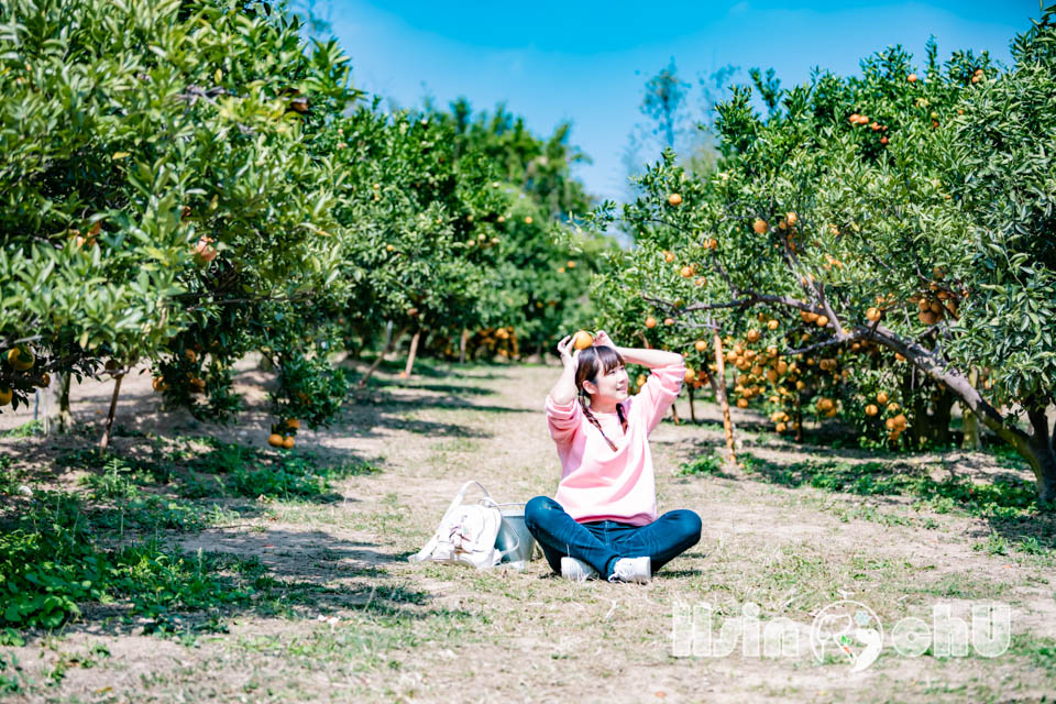 新竹寶山景點〡桔滿緣寶山農場〡一百元橘子吃到飽, 季節限定採橘樂, 緩坡果園拍照超美, 親子採果體驗推薦, 大吉大利緣緣滿滿