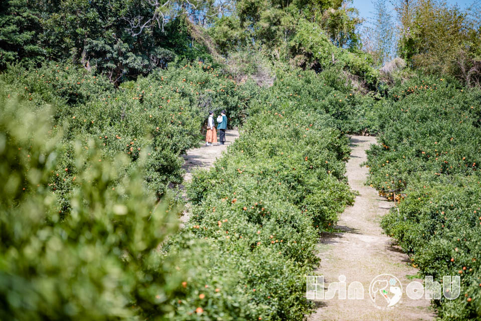 新竹寶山景點〡桔滿緣寶山農場〡一百元橘子吃到飽, 季節限定採橘樂, 緩坡果園拍照超美, 親子採果體驗推薦, 大吉大利緣緣滿滿