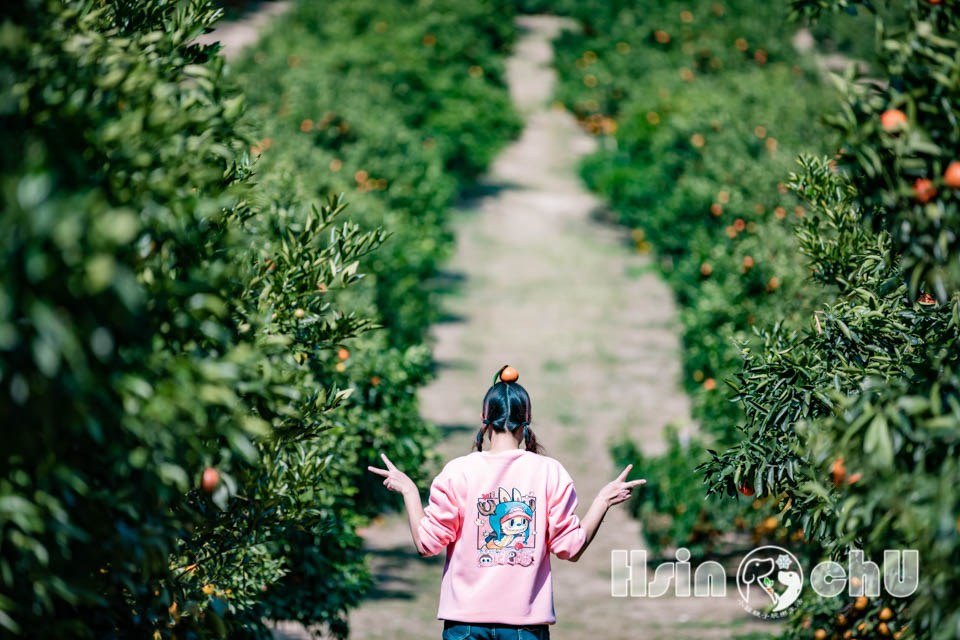 新竹寶山景點〡桔滿緣寶山農場〡一百元橘子吃到飽, 季節限定採橘樂, 緩坡果園拍照超美, 親子採果體驗推薦, 大吉大利緣緣滿滿