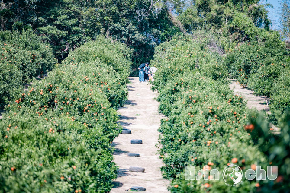 新竹寶山景點〡桔滿緣寶山農場〡一百元橘子吃到飽, 季節限定採橘樂, 緩坡果園拍照超美, 親子採果體驗推薦, 大吉大利緣緣滿滿