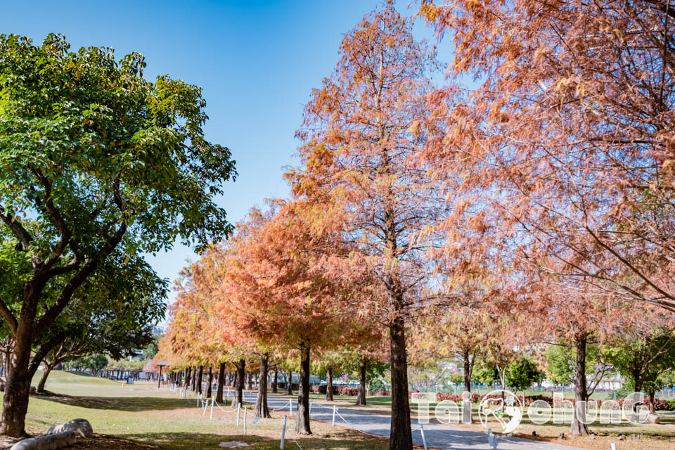 台中北屯景點〡南興公園〡超夯米奇樹拍照打卡, 大樹原野遊戲場玩耍, 唯美落羽松大道當主角, 台中親子特色公園