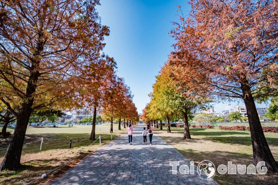 台中北屯景點〡南興公園〡超夯米奇樹拍照打卡, 大樹原野遊戲場玩耍, 唯美落羽松大道當主角, 台中親子特色公園