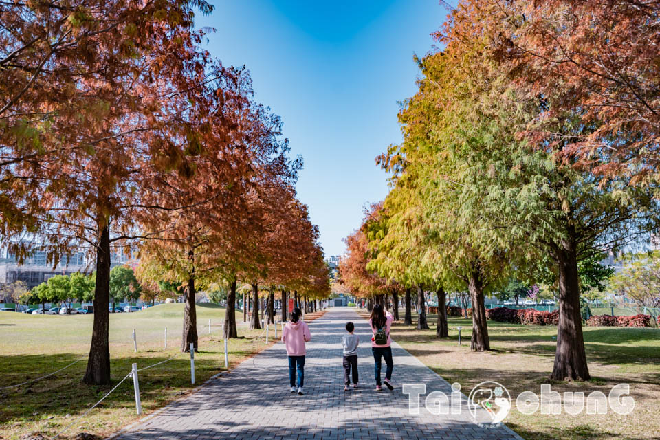 台中北屯景點〡南興公園〡超夯米奇樹拍照打卡, 大樹原野遊戲場玩耍, 唯美落羽松大道當主角, 台中親子特色公園