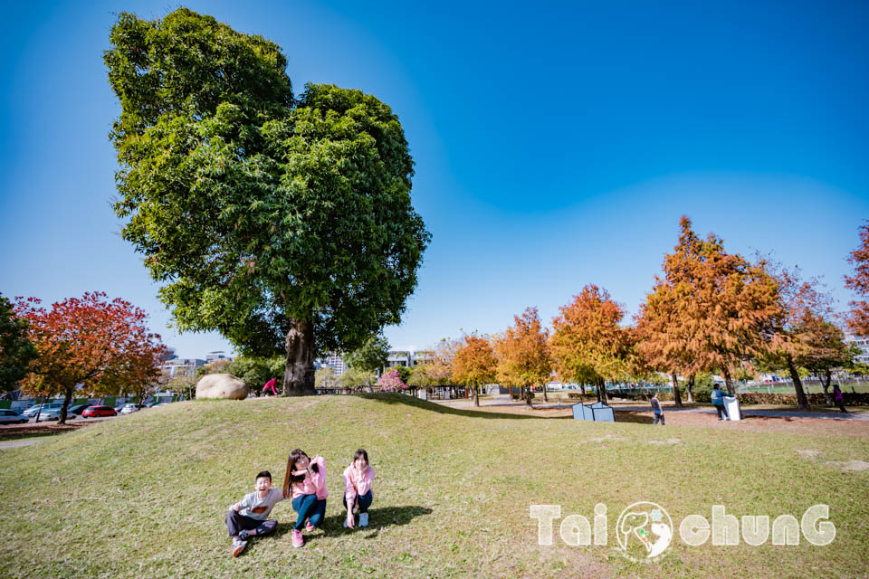 台中北屯景點〡南興公園〡超夯米奇樹拍照打卡, 大樹原野遊戲場玩耍, 唯美落羽松大道當主角, 台中親子特色公園