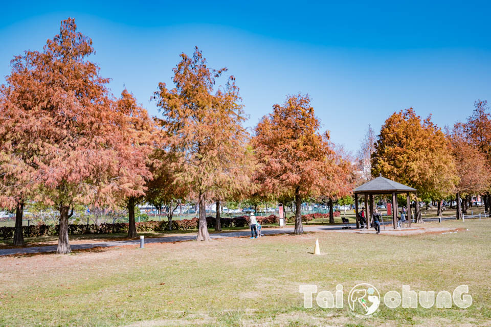 台中北屯景點〡南興公園〡超夯米奇樹拍照打卡, 大樹原野遊戲場玩耍, 唯美落羽松大道當主角, 台中親子特色公園