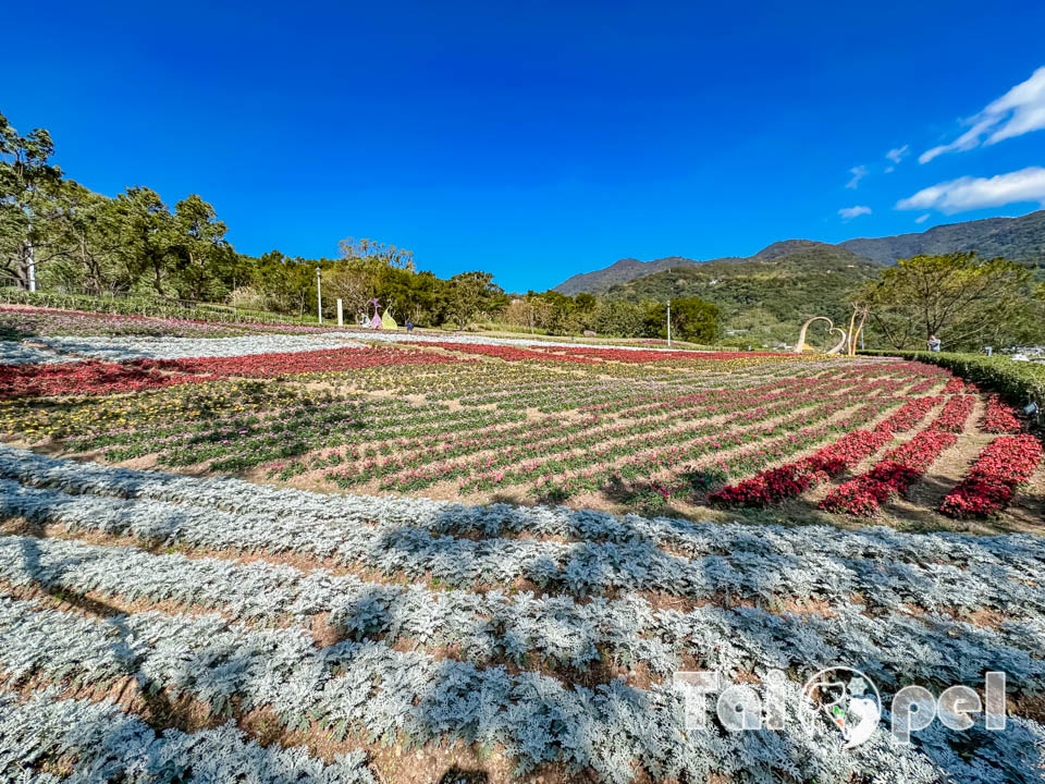 台北北投景點〡北投社三層崎公園〡2025三層崎花海, 來自大冠鷲的守護, 漫遊彩色浪花海, 童話風愛心鞦韆, 紫色浪漫薰衣草