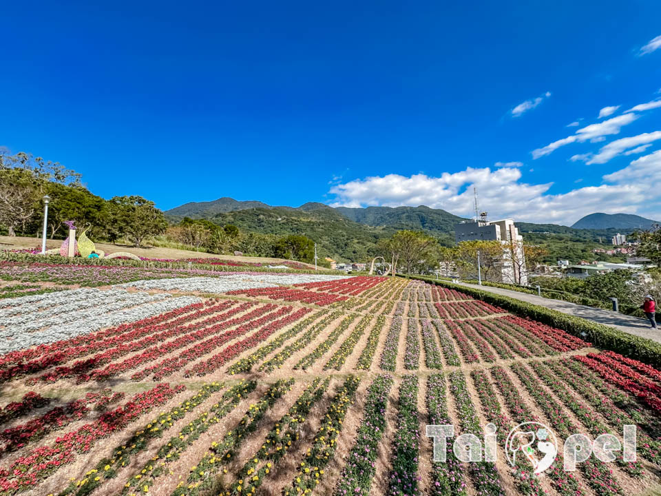 台北北投景點〡北投社三層崎公園〡2025三層崎花海, 來自大冠鷲的守護, 漫遊彩色浪花海, 童話風愛心鞦韆, 紫色浪漫薰衣草