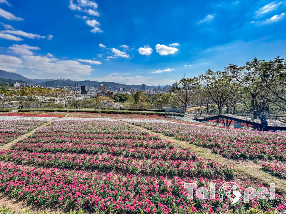 台北北投景點〡北投社三層崎公園〡2025三層崎花海, 來自大冠鷲的守護, 漫遊彩色浪花海, 童話風愛心鞦韆, 紫色浪漫薰衣草