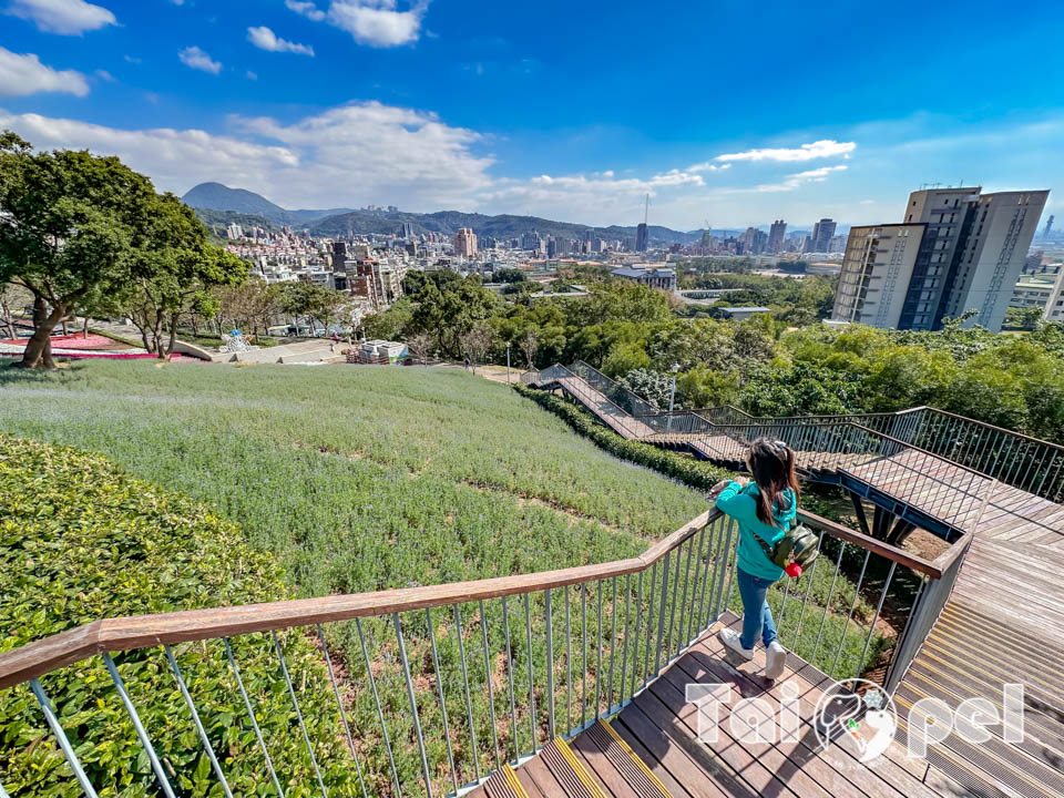 台北北投景點〡北投社三層崎公園〡2025三層崎花海, 來自大冠鷲的守護, 漫遊彩色浪花海, 童話風愛心鞦韆, 紫色浪漫薰衣草