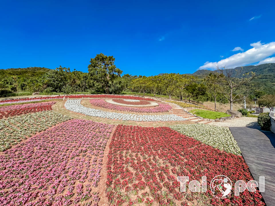 台北北投景點〡北投社三層崎公園〡2025三層崎花海, 來自大冠鷲的守護, 漫遊彩色浪花海, 童話風愛心鞦韆, 紫色浪漫薰衣草